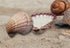 large lion's paw scallop shell pack of 3